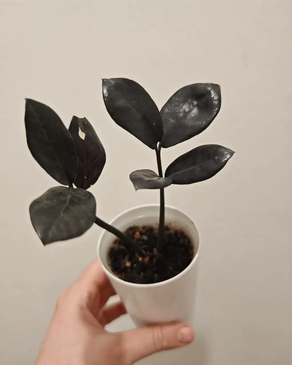 Продажа комнатных растений в Красноярске - Комнатные растения (Хобби и отдых) в Красноярск