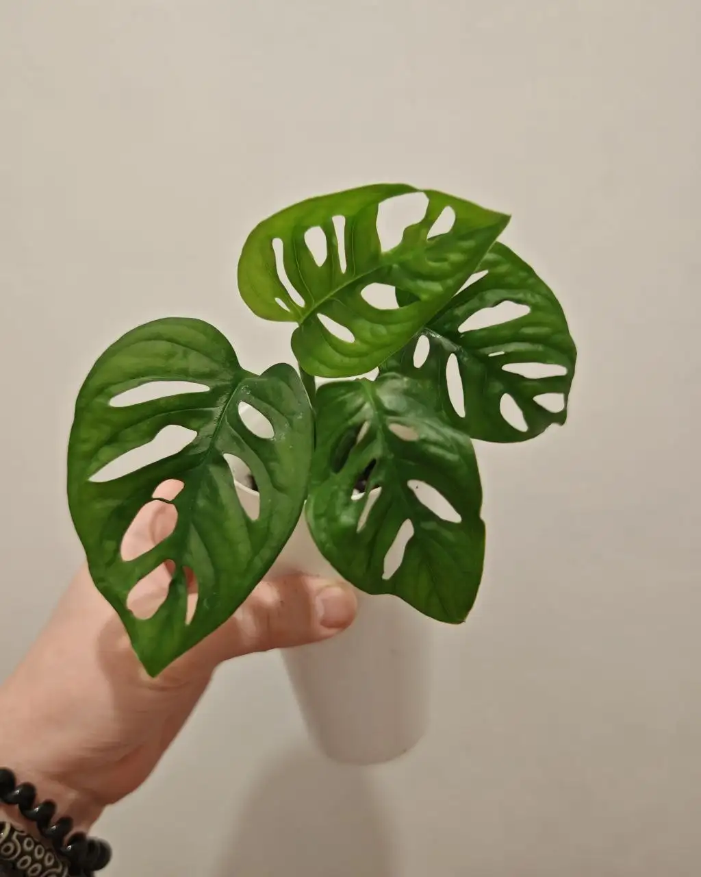 Продажа комнатных растений в Красноярске - Комнатные растения (Хобби и отдых) в Красноярск