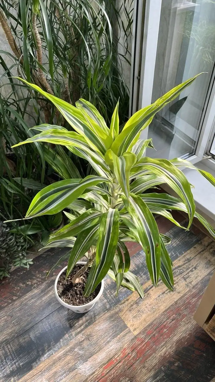Продажа драцены деремской - Комнатные растения (Хобби и отдых) в Красноярск
