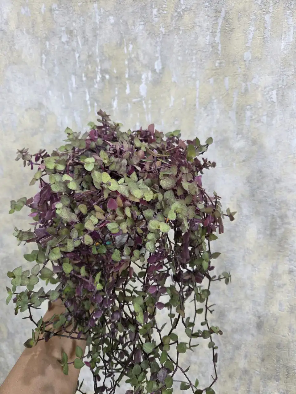 Жёлтая каллизия - Комнатные растения (Хобби и отдых) в Красноярск