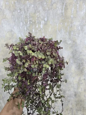 Жёлтая каллизия - Встречи с писателями в Красноярск