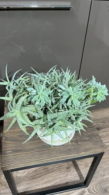 Огромный садик из суккулентов - Встречи с писателями в Красноярск