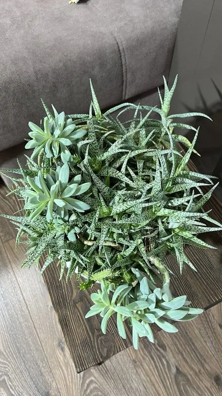 Огромный садик из суккулентов - Комнатные растения (Хобби и отдых) в Красноярск