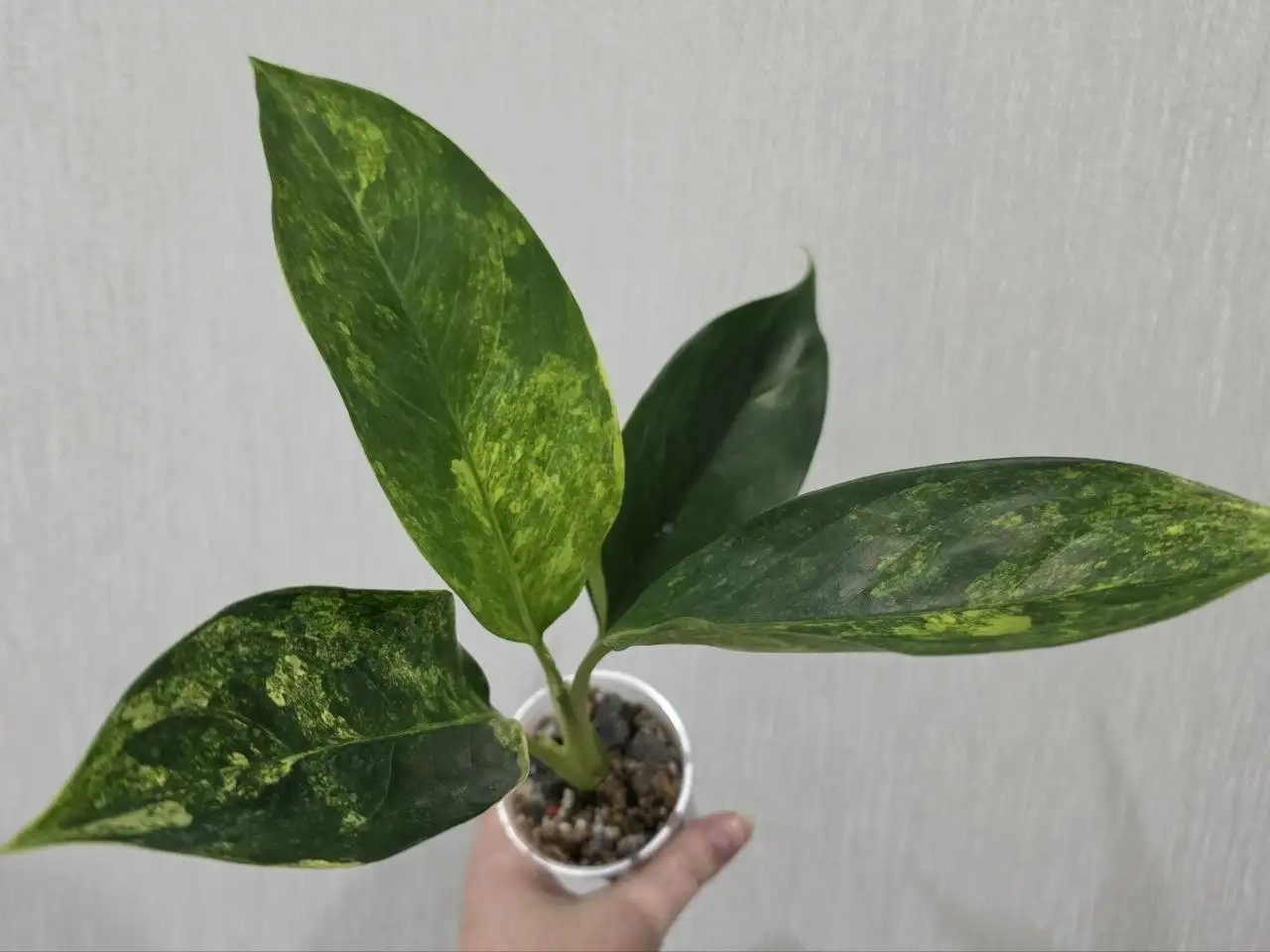 Аглаонема Siam Jade - Комнатные растения (Хобби и отдых) в Красноярск