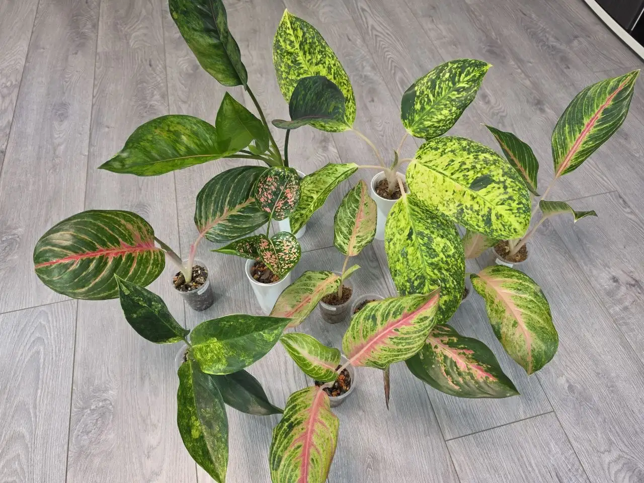 Аглаонемы комнатные растения - Комнатные растения (Хобби и отдых) в Красноярск