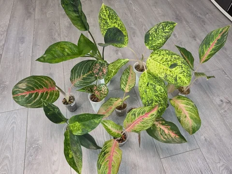 Аглаонемы комнатные растения - Встречи с писателями в Красноярск