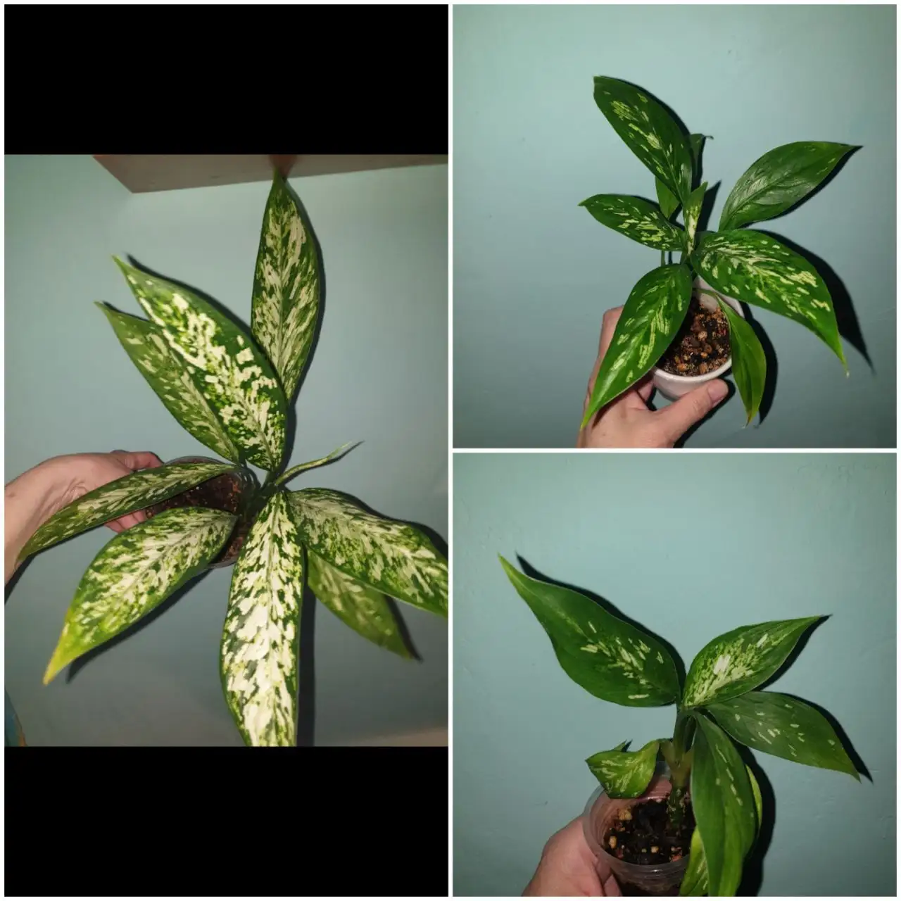 Диффенбахия Везувий с детками - Комнатные растения (Хобби и отдых) в Красноярск