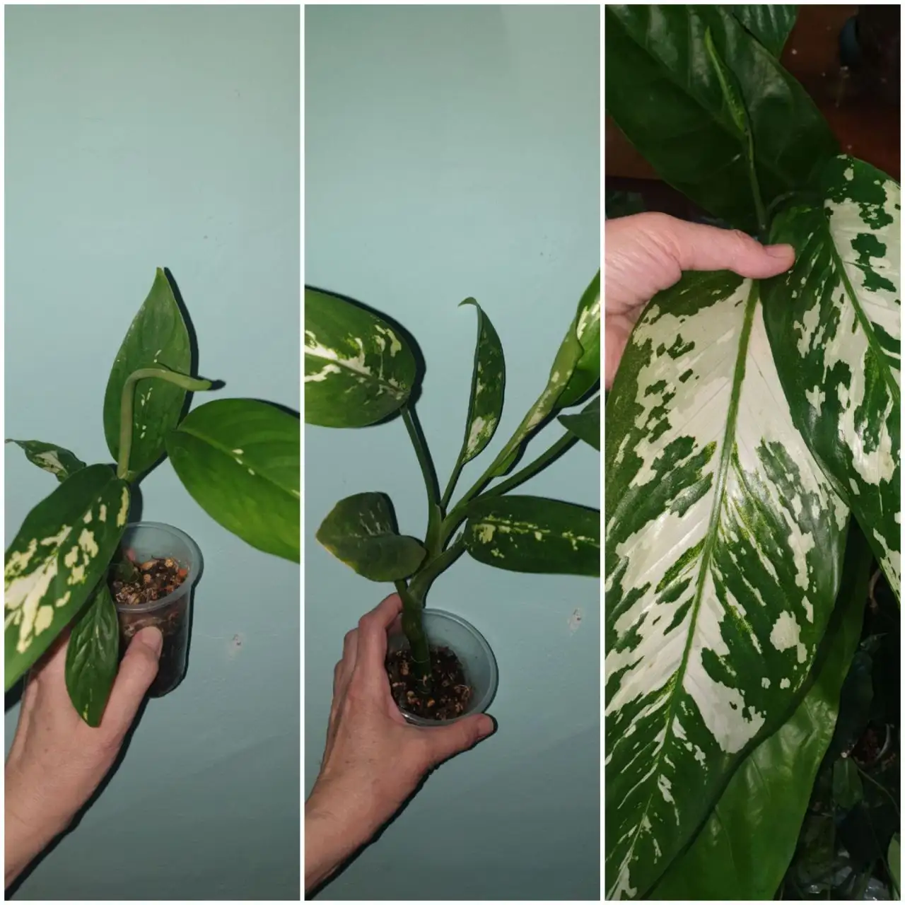 Комнатные растения Аврора диффа - Комнатные растения (Хобби и отдых) в Красноярск