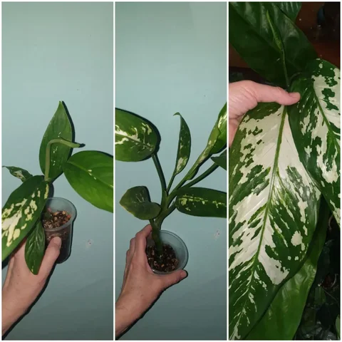 Комнатные растения Аврора диффа - Встречи с писателями в Красноярск