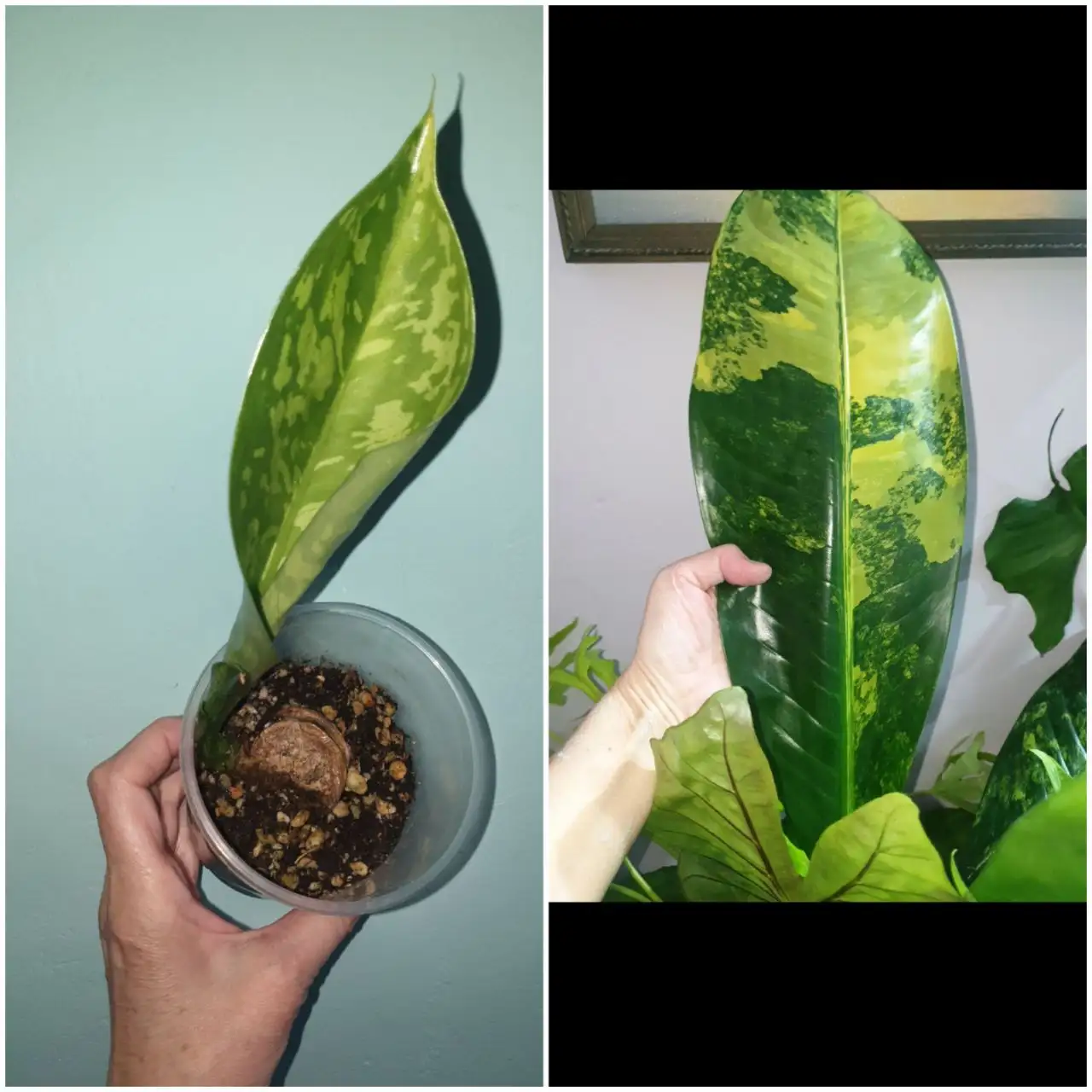 Детка диффы еллоу - Комнатные растения (Хобби и отдых) в Красноярск