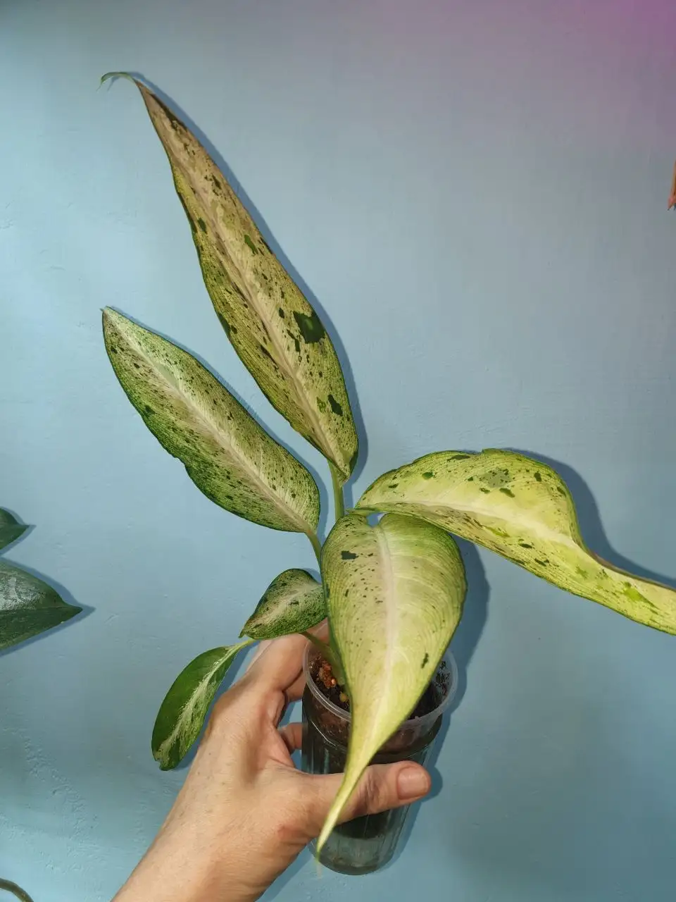 Продажа детки диффенбахии Камуфляж - Комнатные растения (Хобби и отдых) в Красноярск