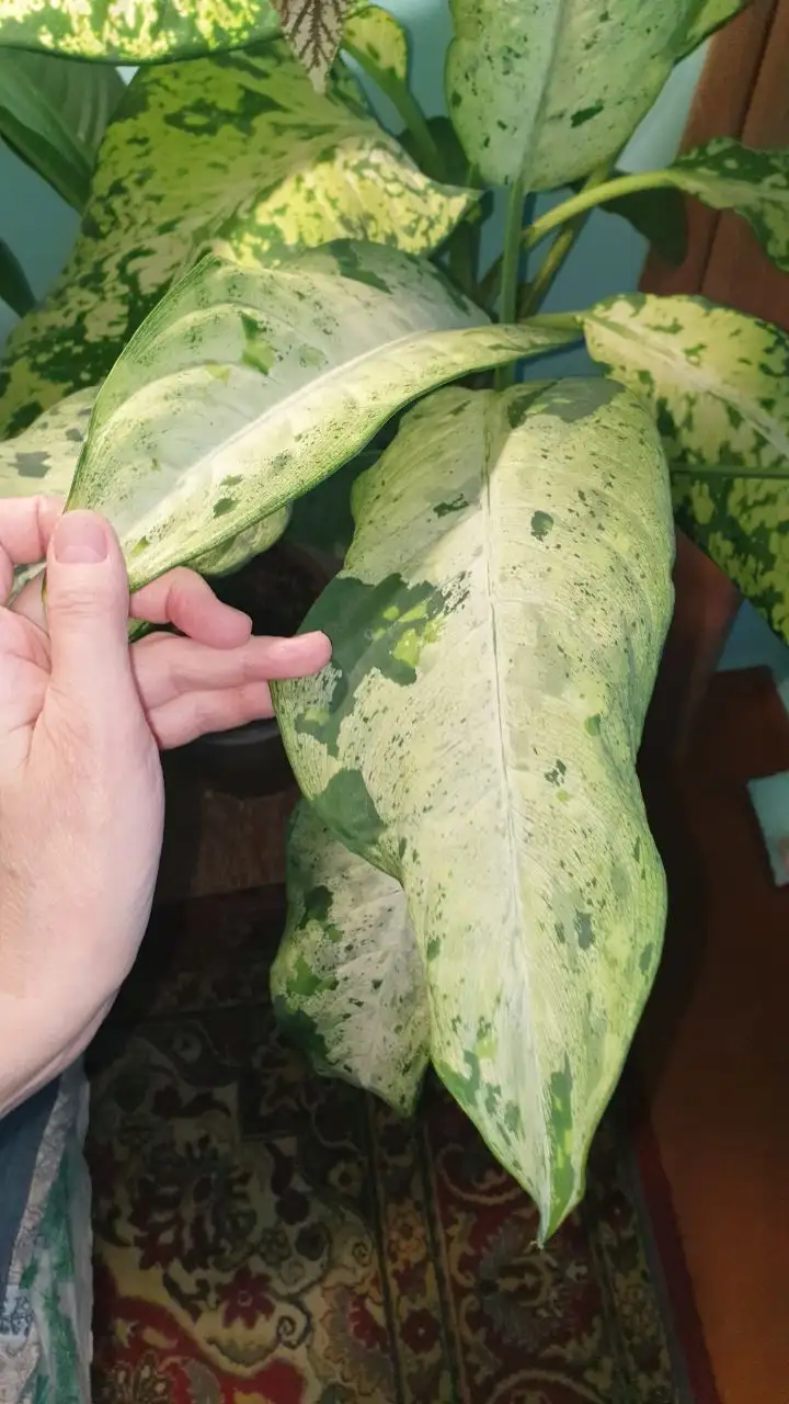 Продажа детки диффенбахии Камуфляж - Комнатные растения (Хобби и отдых) в Красноярск