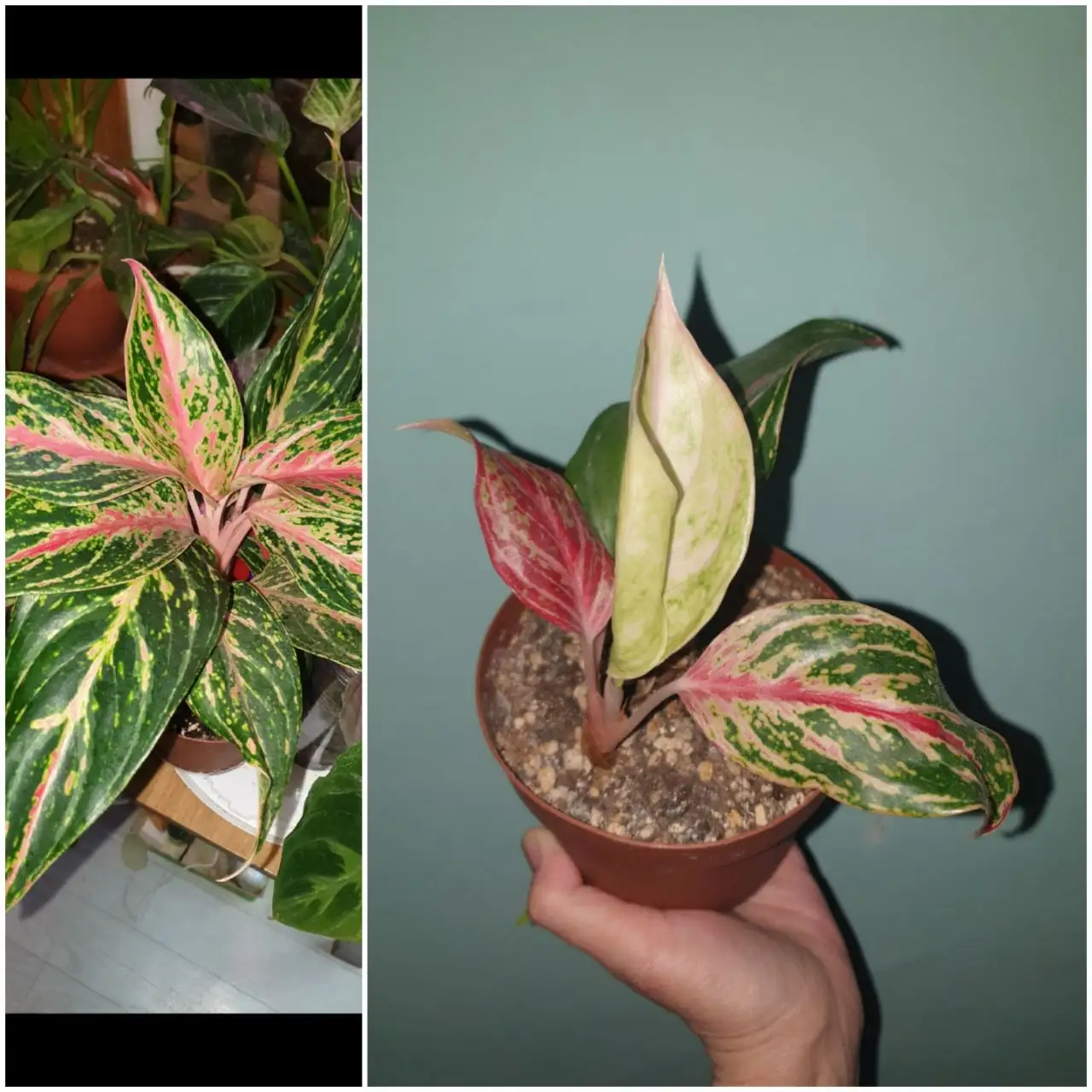 Аглаонема Батерфляй 400 - Комнатные растения (Хобби и отдых) в Красноярск