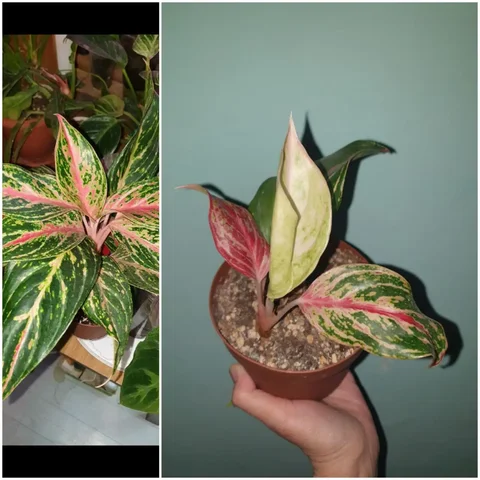 Аглаонема Батерфляй 400 - Встречи с писателями в Красноярск