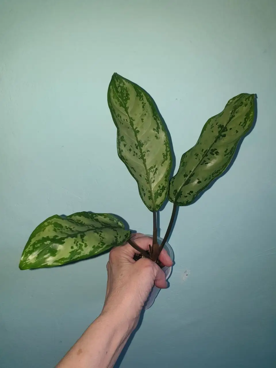 Ванког дрим без вара - Комнатные растения (Барахолка) в Красноярск