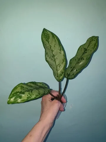 Ванког дрим без вара - Растения и сад в Красноярск