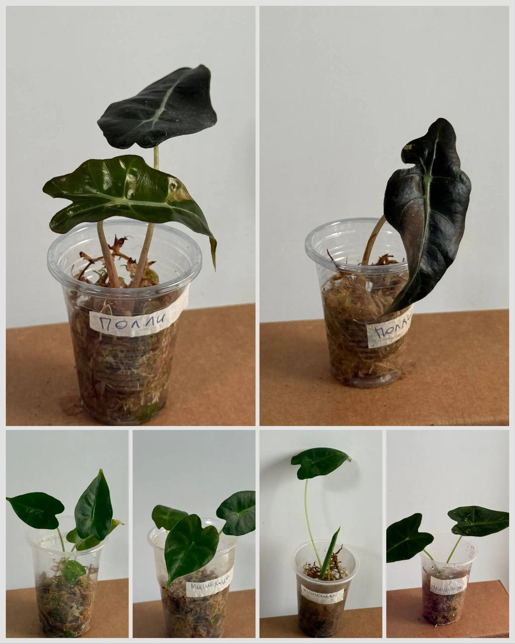 Продажа комнатных растений - Комнатные растения (Хобби и отдых) в Красноярск