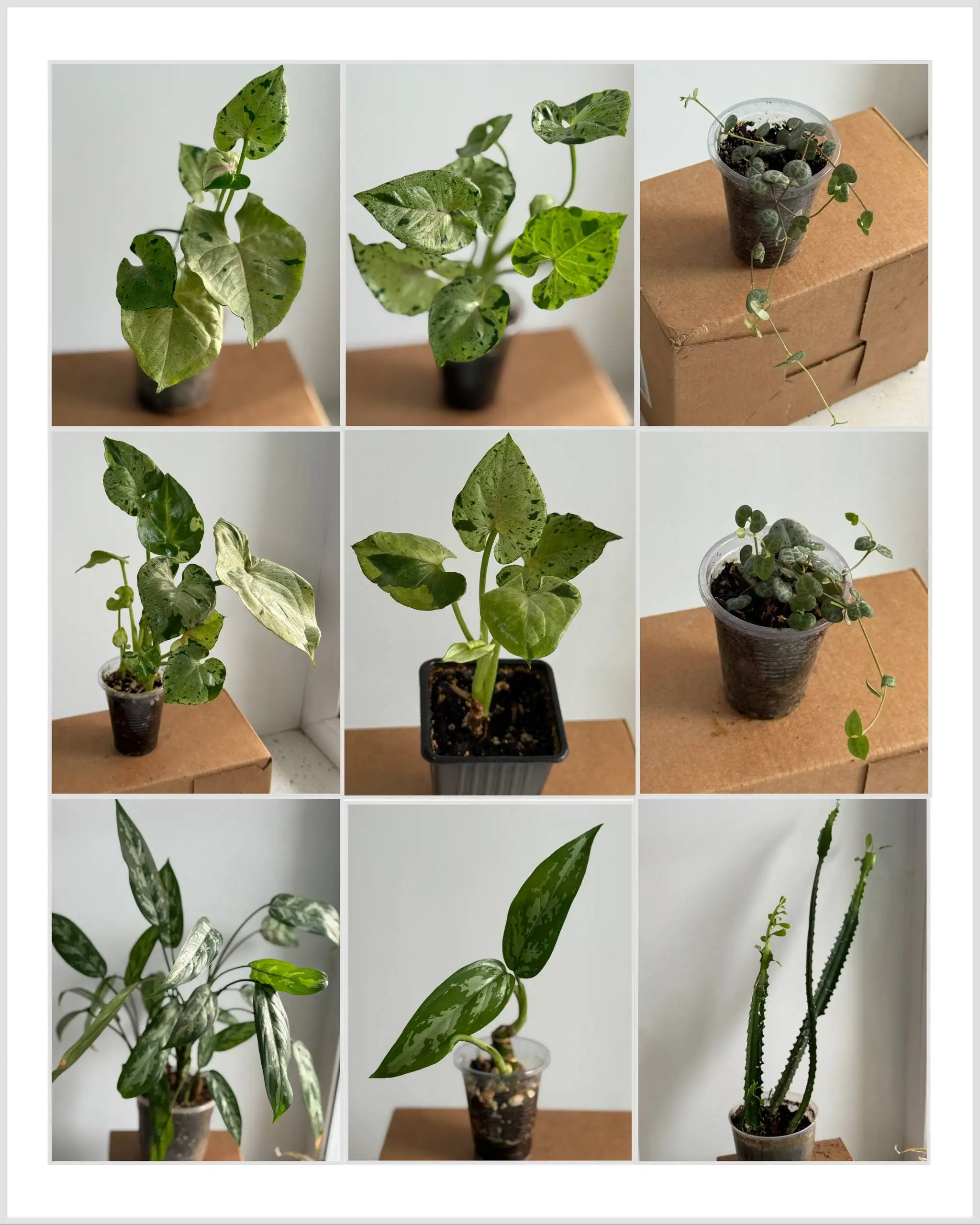 Продажа комнатных растений - Комнатные растения (Хобби и отдых) в Красноярск