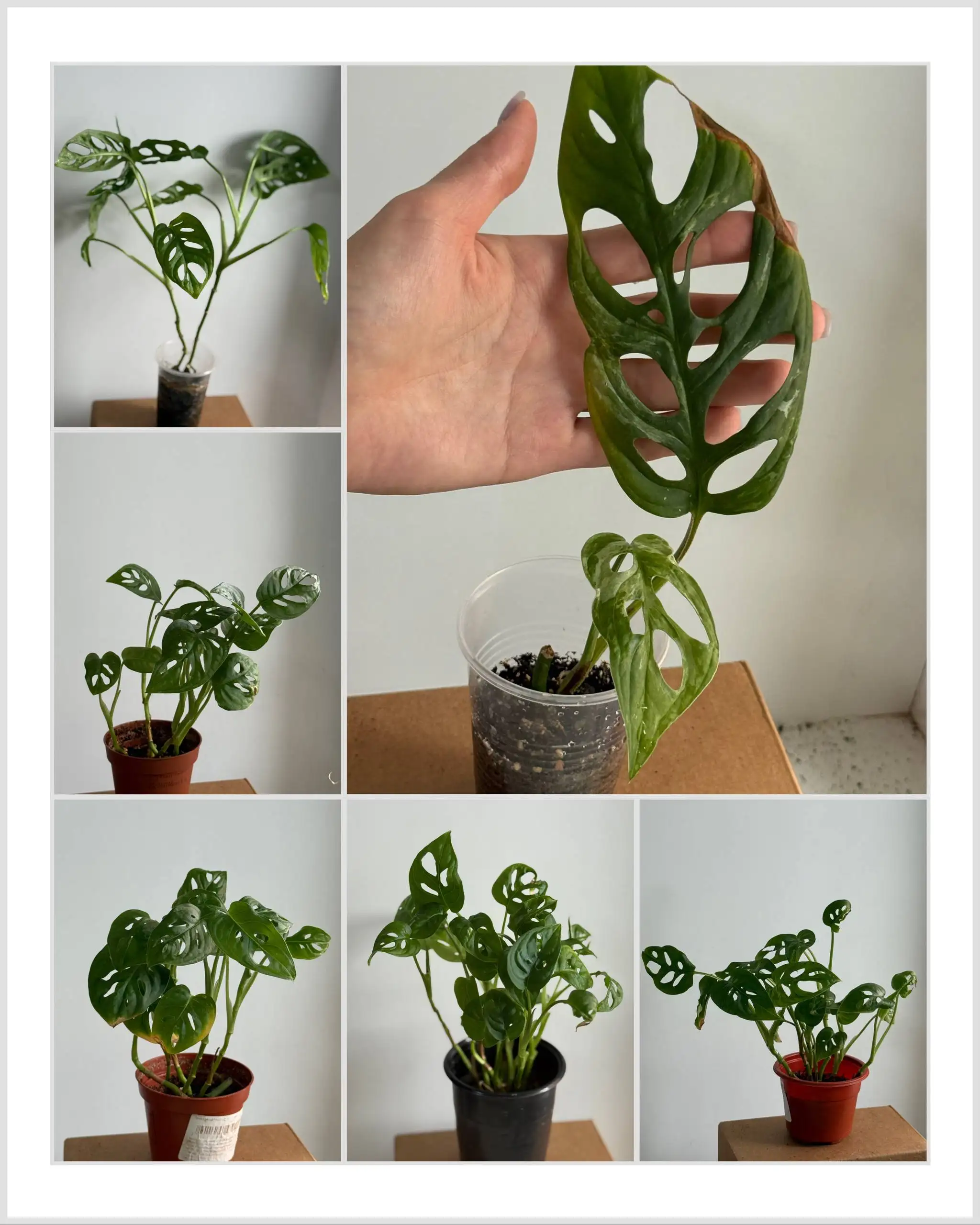 Продажа комнатных растений - Комнатные растения (Хобби и отдых) в Красноярск