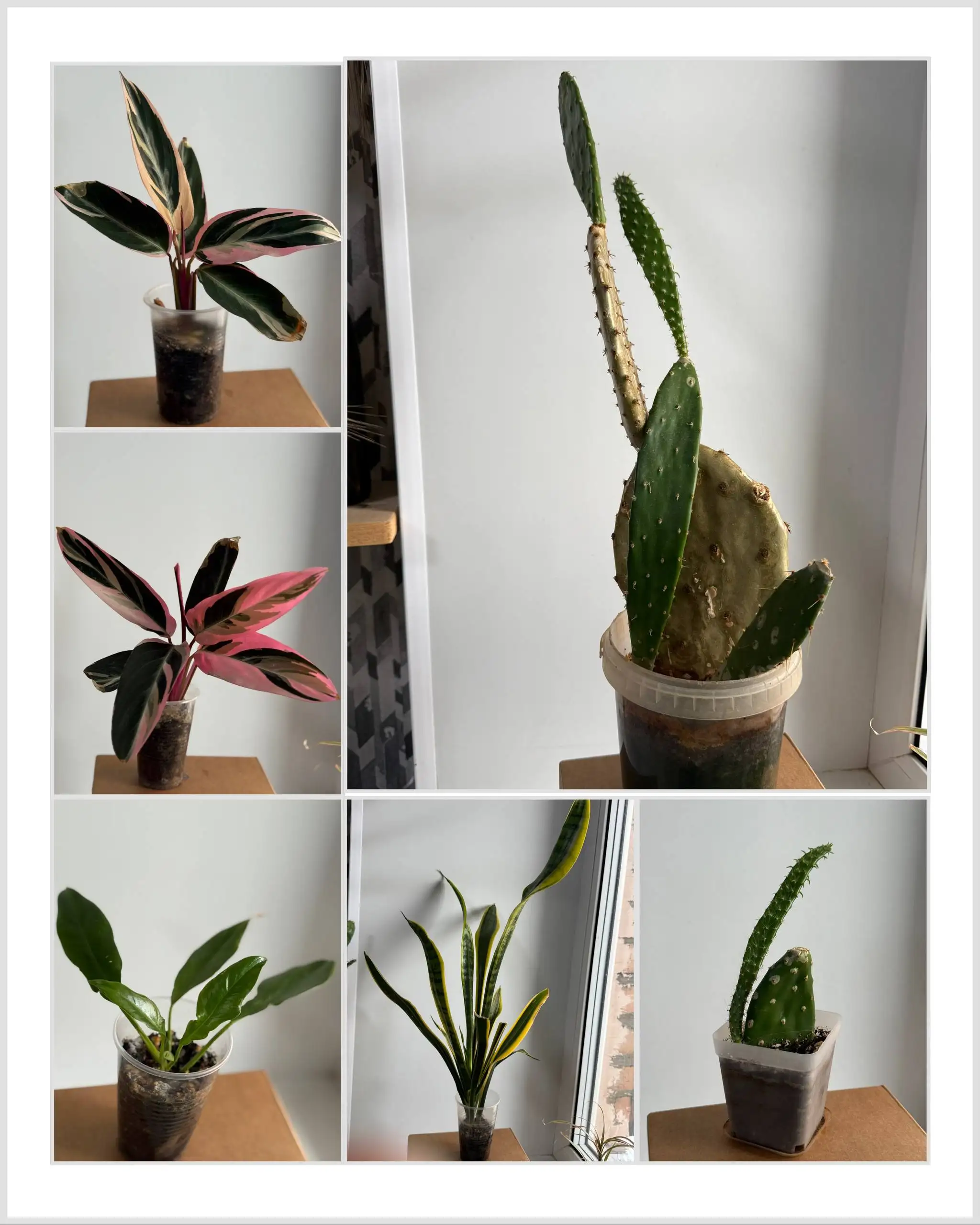 Продажа комнатных растений - Комнатные растения (Хобби и отдых) в Красноярск