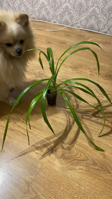 Продажа комнатных растений в Красноярске - Встречи с писателями в Красноярск