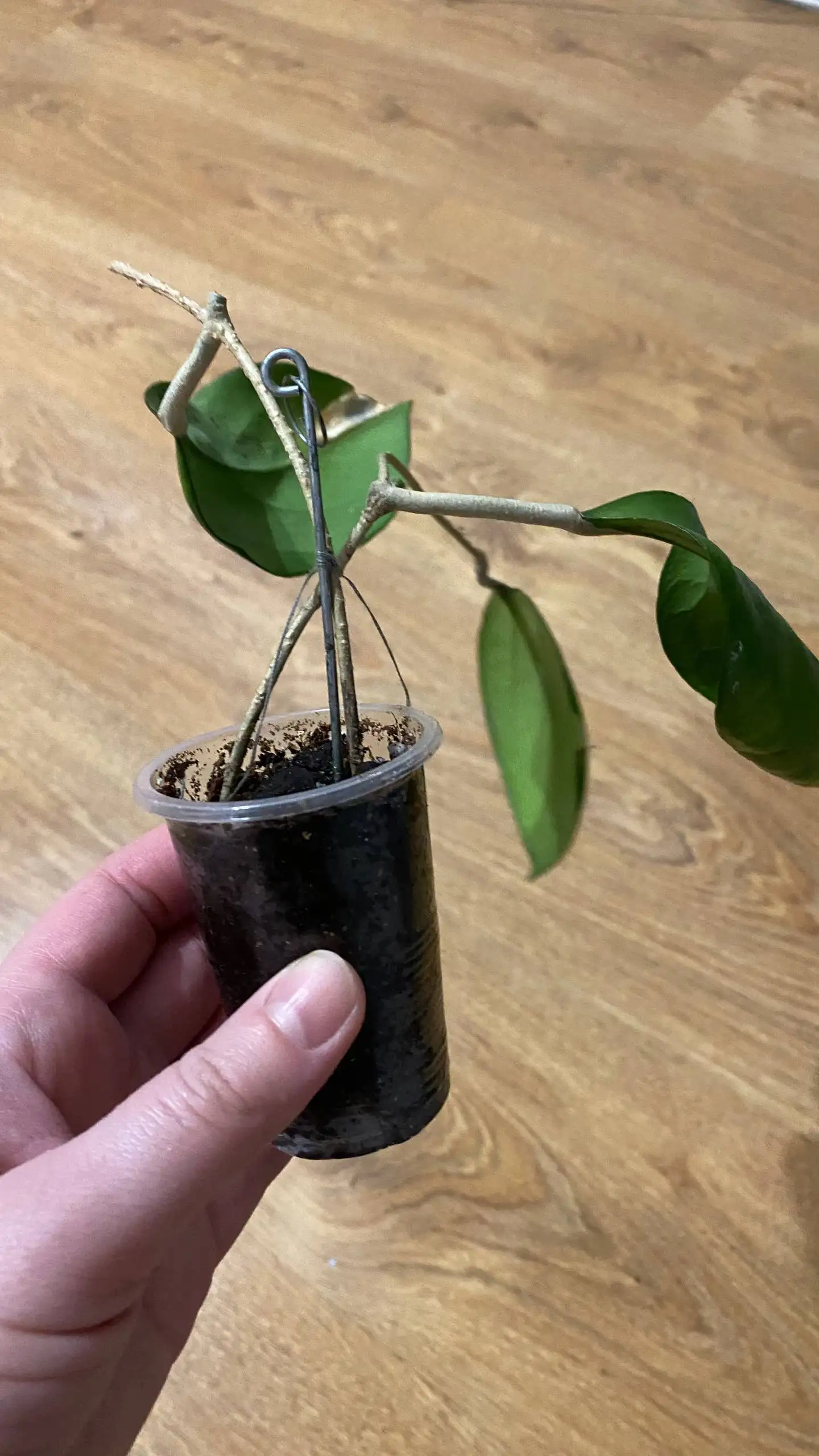 Продажа комнатных растений в Красноярске - Комнатные растения (Хобби и отдых) в Красноярск