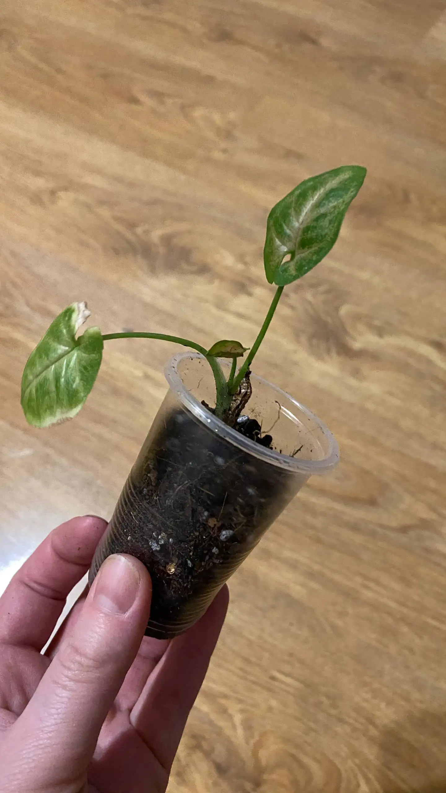 Продажа комнатных растений в Красноярске - Комнатные растения (Хобби и отдых) в Красноярск