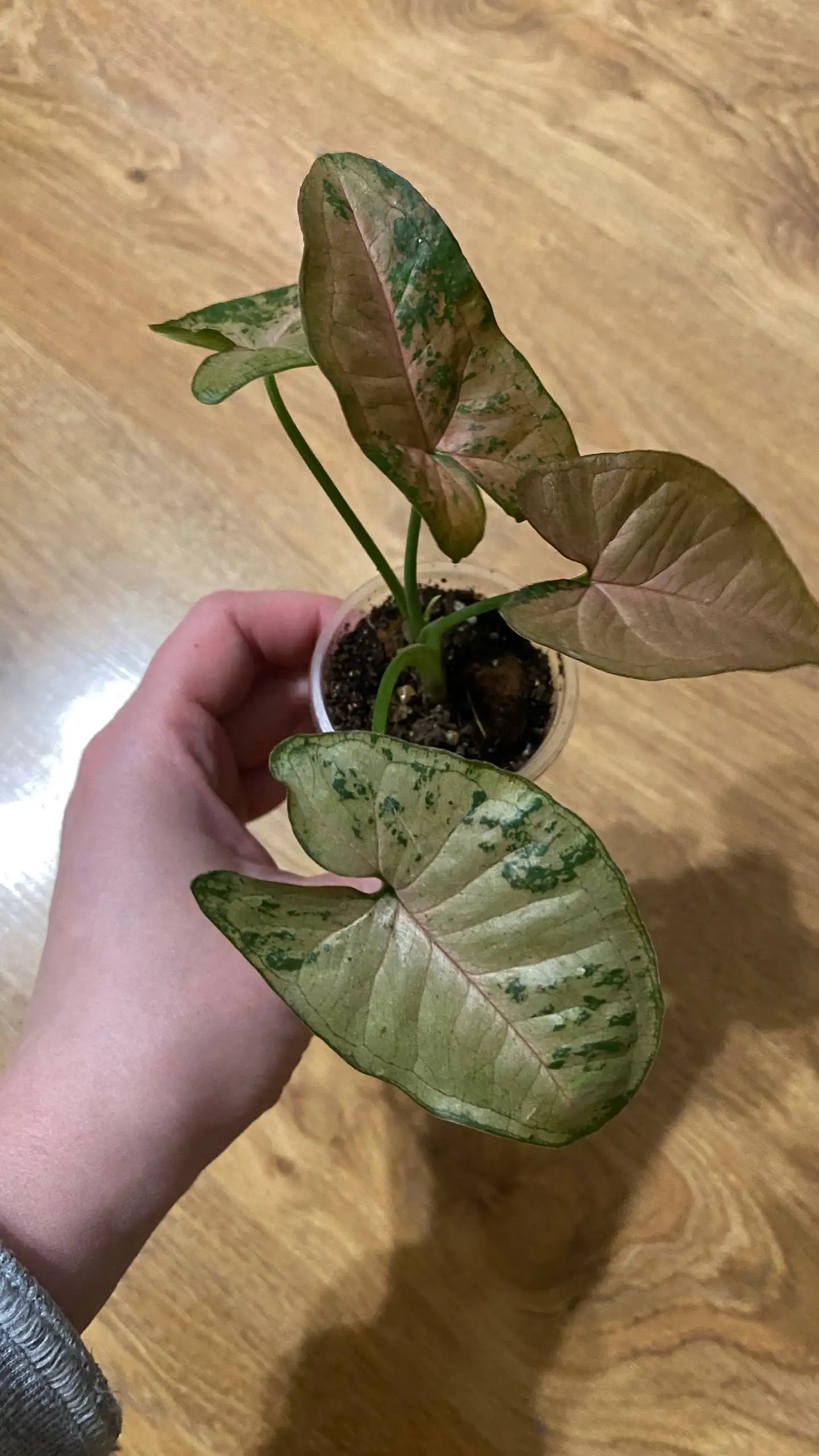 Продажа комнатных растений в Красноярске - Комнатные растения (Хобби и отдых) в Красноярск