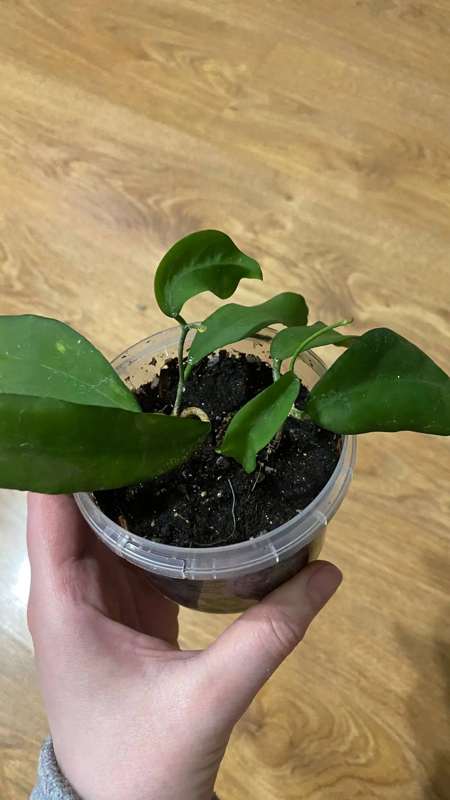 Продажа комнатных растений в Красноярске - Комнатные растения (Хобби и отдых) в Красноярск