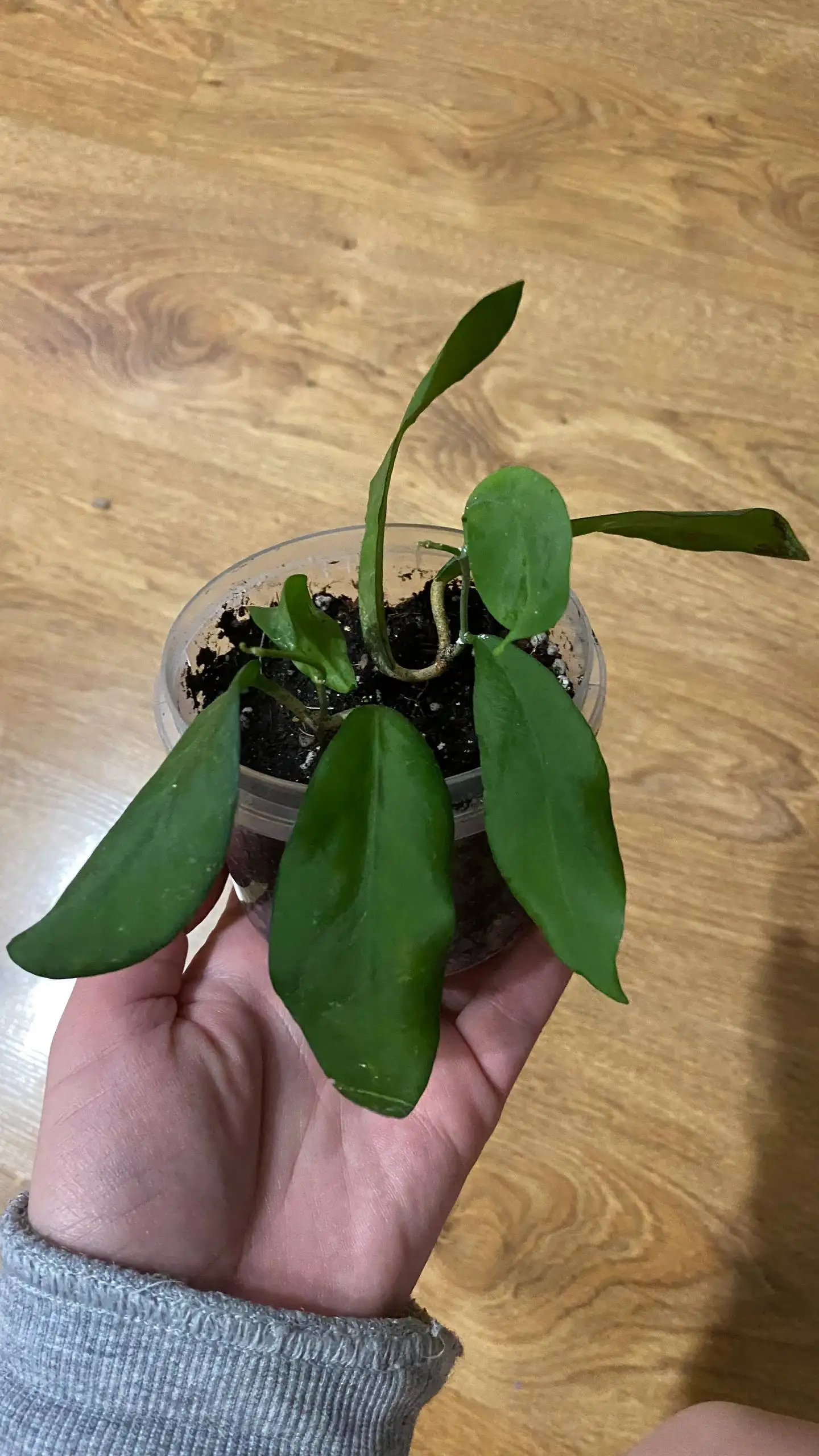 Продажа комнатных растений в Красноярске - Комнатные растения (Хобби и отдых) в Красноярск