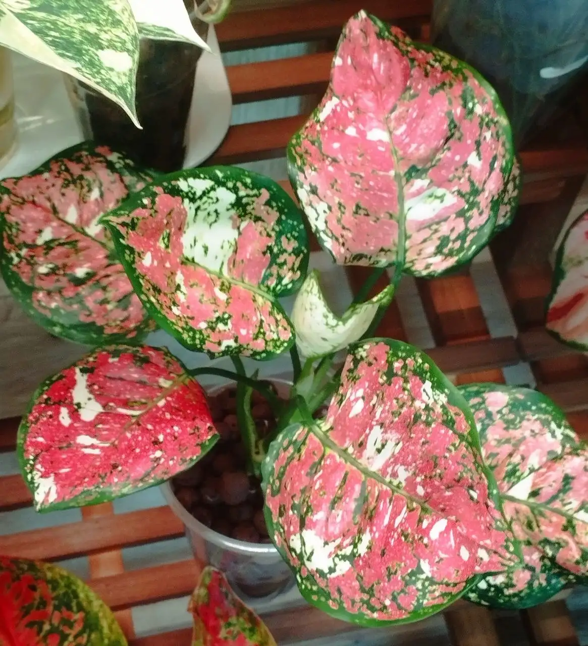 Комнатное растение 'Колбаса' с новыми листьями - Комнатные растения (Хобби и отдых) в Красноярск