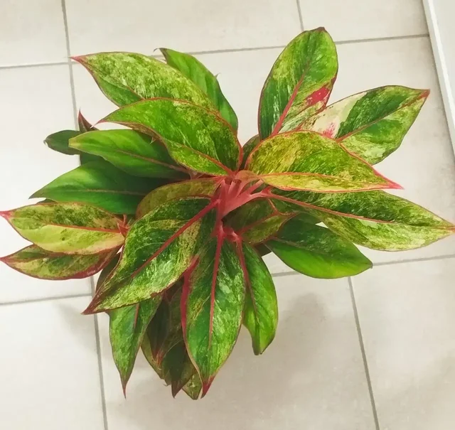 Аглаонема Сиам Аврора вар.Деток отделю - Встречи с писателями в Красноярск