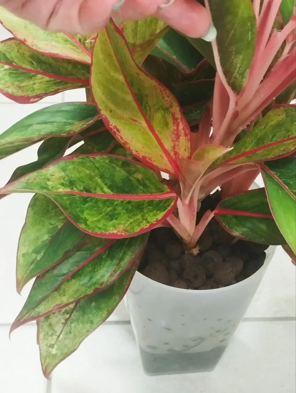 Аглаонема Сиам Аврора вар.Деток отделю - Комнатные растения (Хобби и отдых) в Красноярск