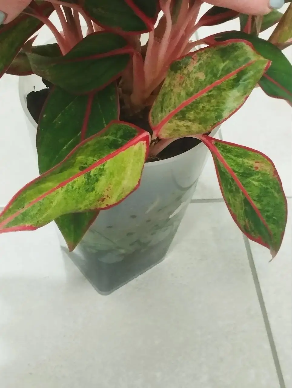 Аглаонема Сиам Аврора вар.Деток отделю - Комнатные растения (Хобби и отдых) в Красноярск