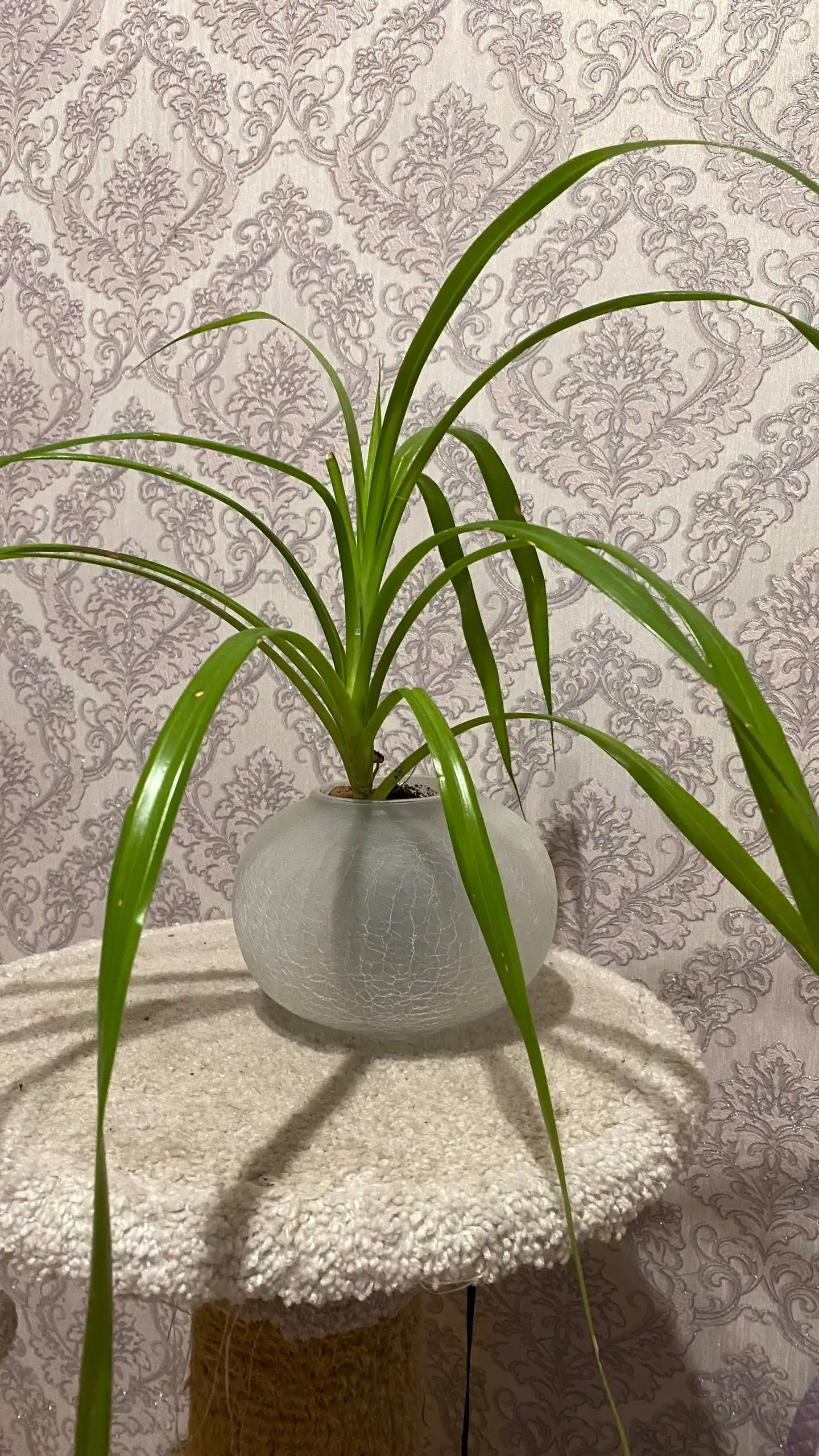 Плафоны от люстры для декора пластиковых стаканчиков - Декоративные элементы (Барахолка) в Красноярск