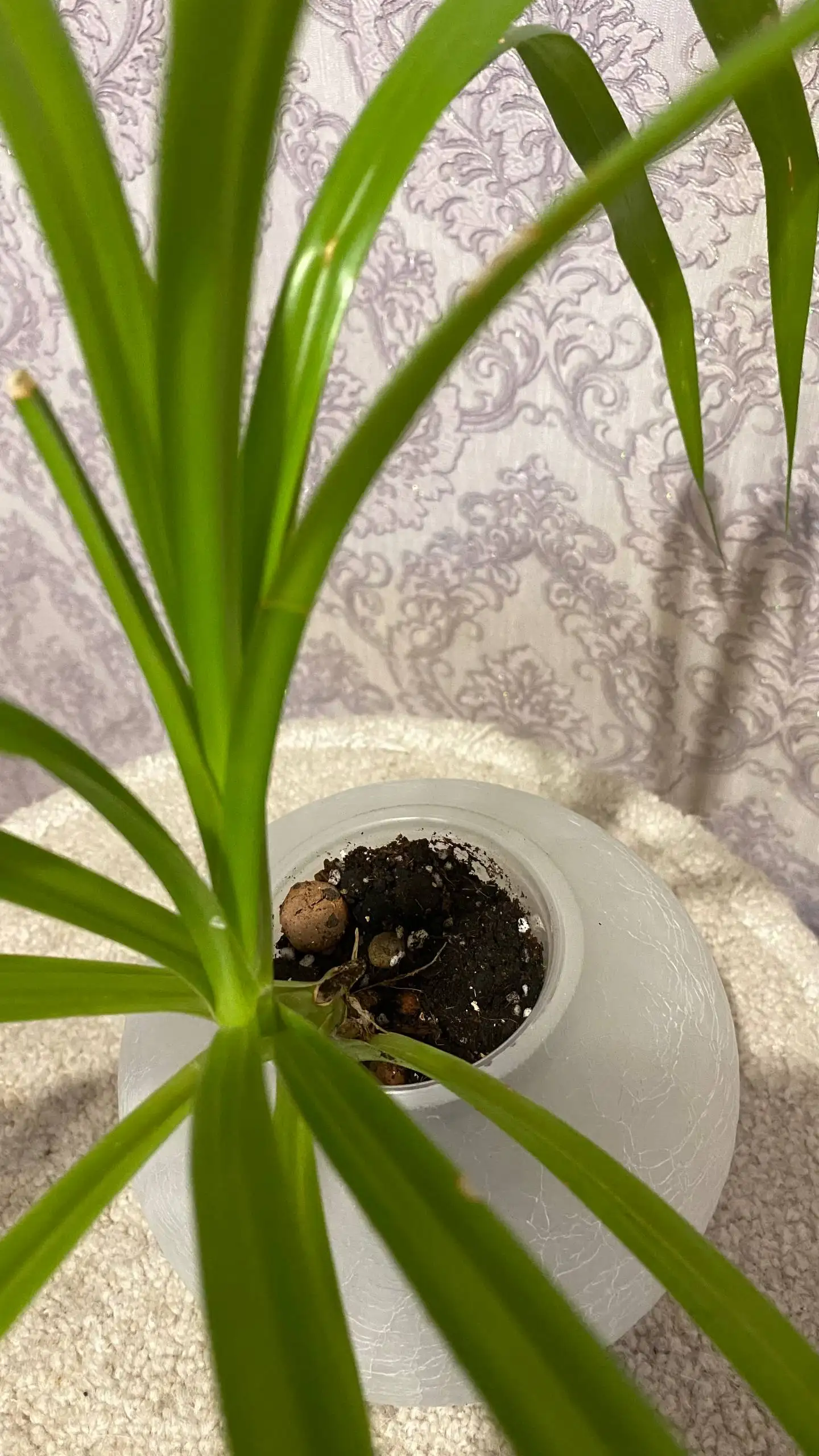 Плафоны от люстры для декора пластиковых стаканчиков - Декоративные элементы (Барахолка) в Красноярск