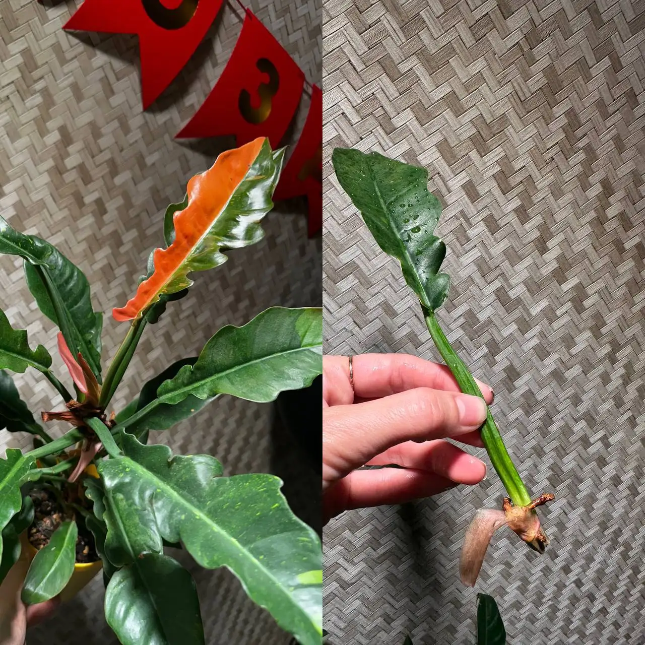 Продажа комнатных растений в Красноярске - Комнатные растения (Хобби и отдых) в Красноярск