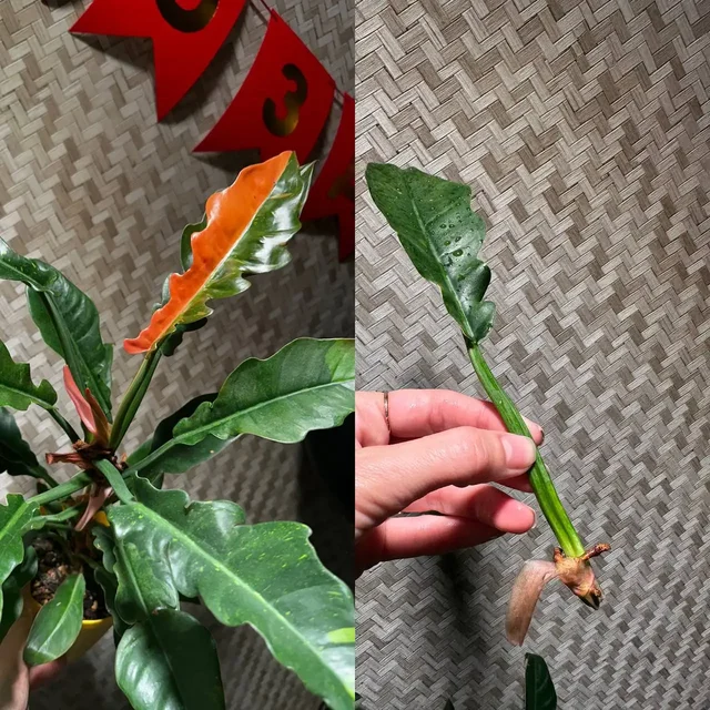 Продажа комнатных растений в Красноярске - Растения/Садоводство в Красноярск