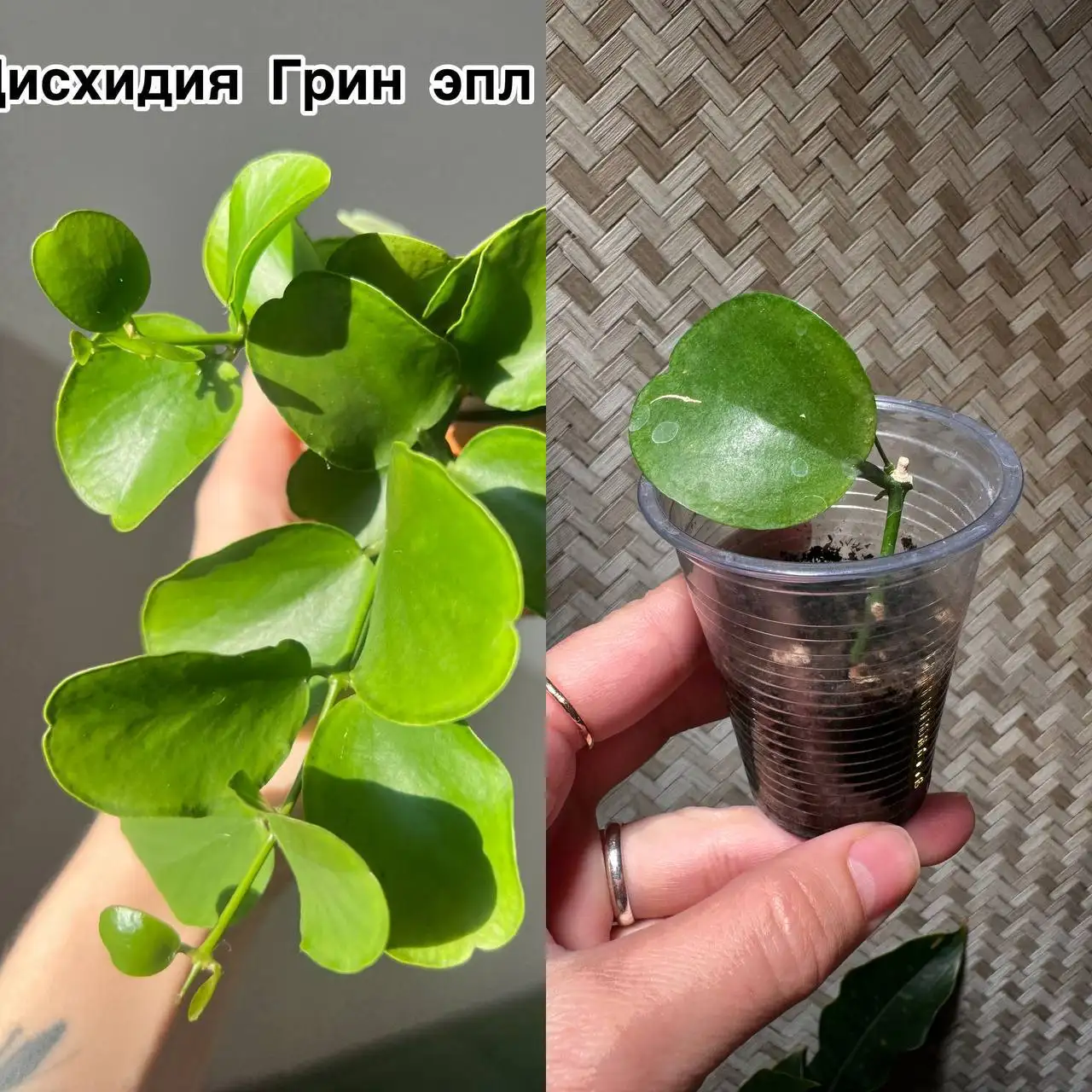 Продажа комнатных растений в Красноярске - Комнатные растения (Хобби и отдых) в Красноярск