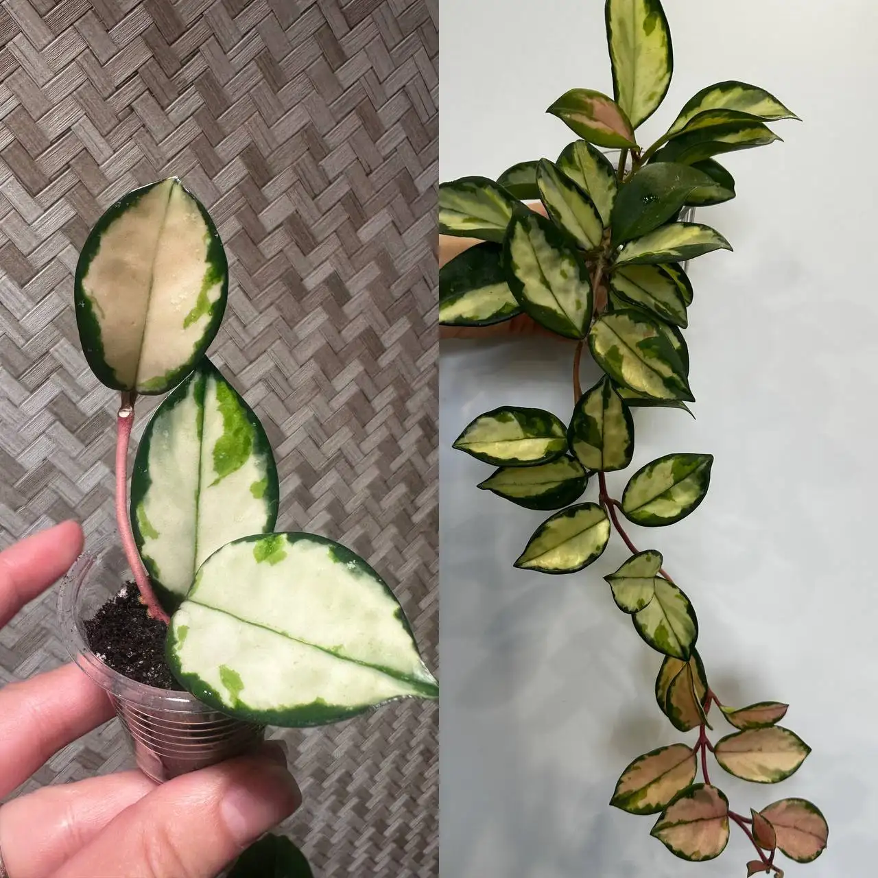 Продажа комнатных растений в Красноярске - Комнатные растения (Хобби и отдых) в Красноярск