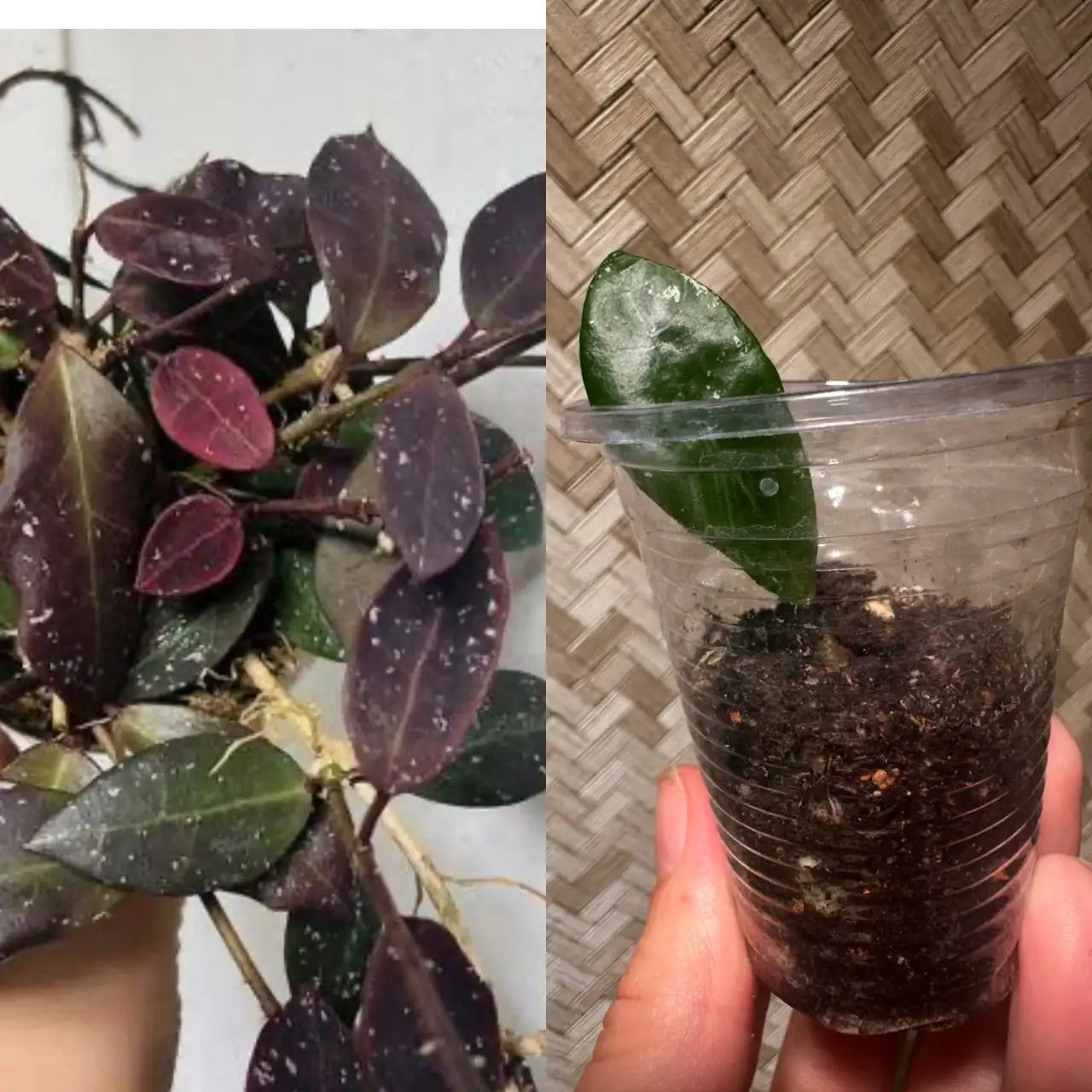 Продажа комнатных растений в Красноярске - Комнатные растения (Хобби и отдых) в Красноярск