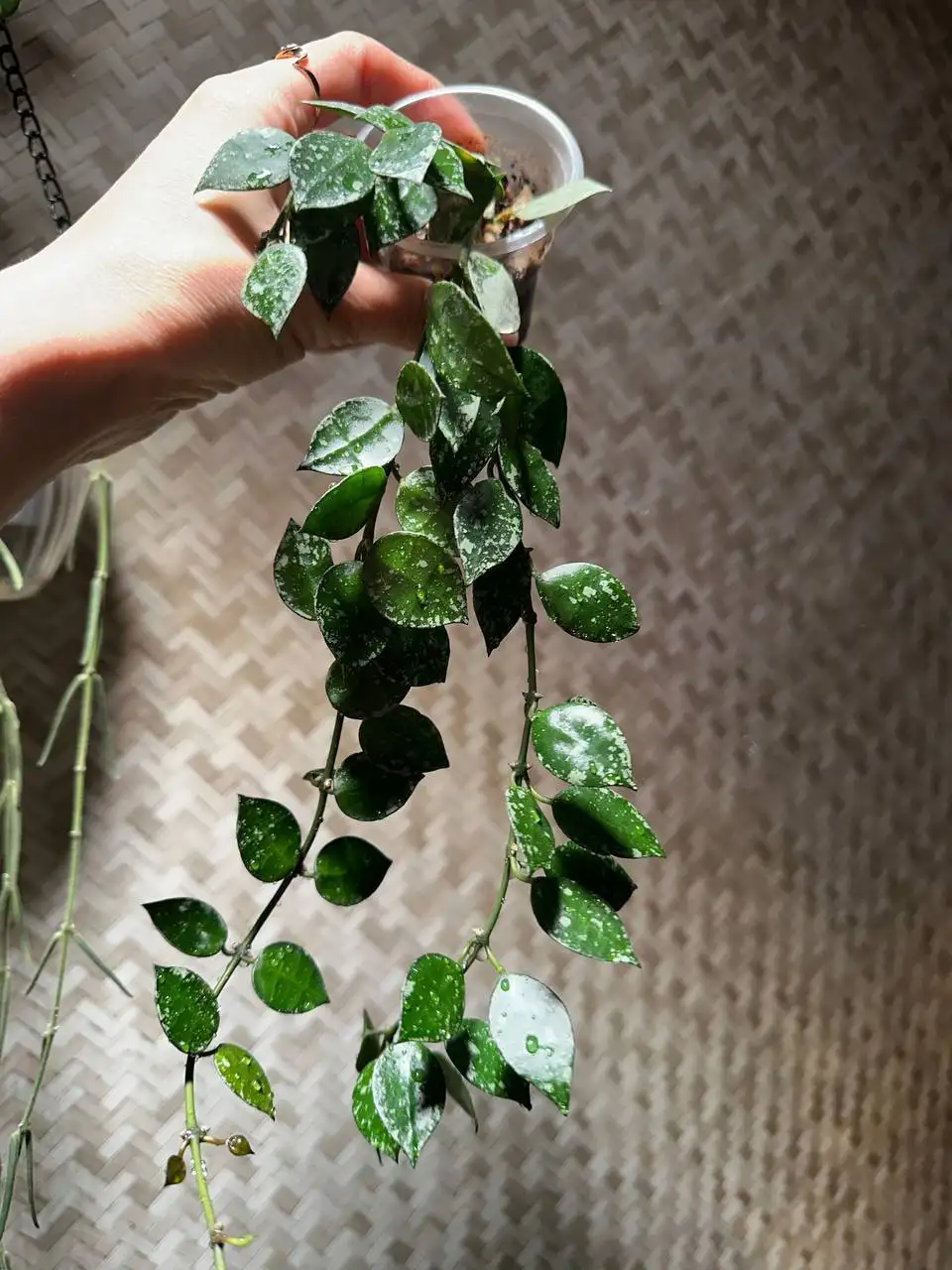 Продажа комнатных растений в Красноярске - Комнатные растения (Хобби и отдых) в Красноярск