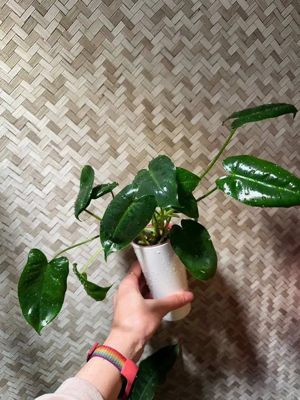 Продажа комнатных растений в Красноярске - Комнатные растения (Хобби и отдых) в Красноярск