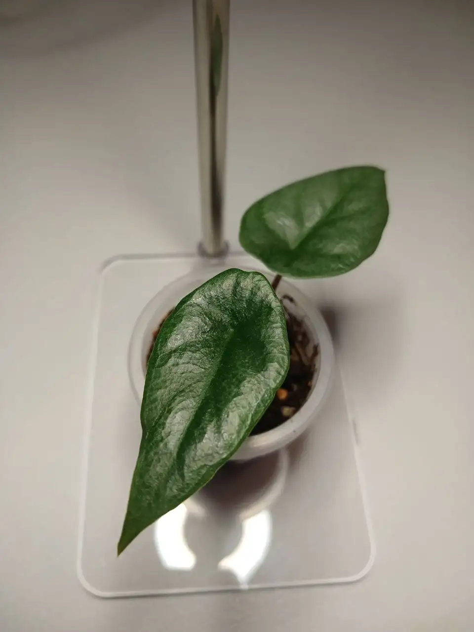 Алоказия Дыхание Дракона - Комнатные растения (Хобби и отдых) в Красноярск