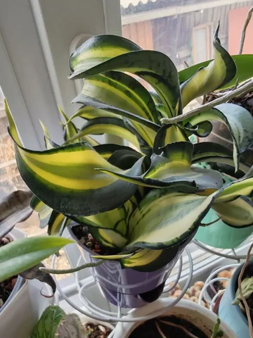 Продам сансевиерию Голден венди - Творчество/Рукоделие в Красноярск