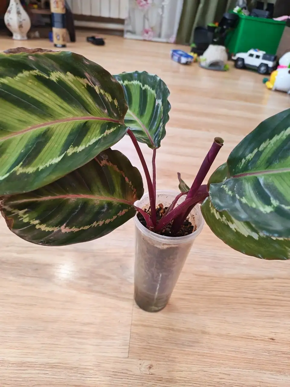 Продам калатею взрослую на фитиле - Комнатные растения (Хобби и отдых) в Красноярск