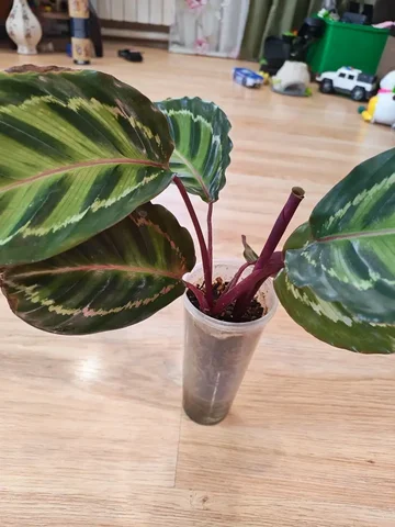 Продам калатею взрослую на фитиле - Творчество/Рукоделие в Красноярск