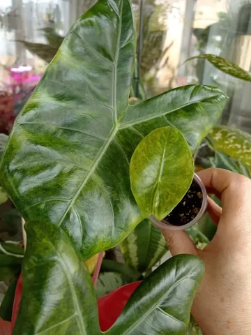 Продам алоказию Пинк дракон с жёлтым варом - Творчество/Рукоделие в Красноярск