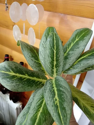 Продам аглаонему Хоней лимон - Творчество/Рукоделие в Красноярск