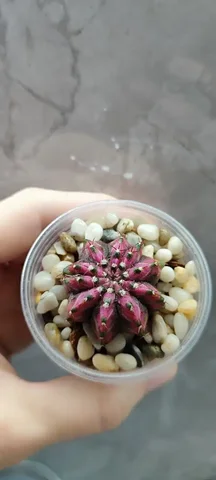 Кактус G. T-Rex hybrid - Творчество/Рукоделие в Красноярск